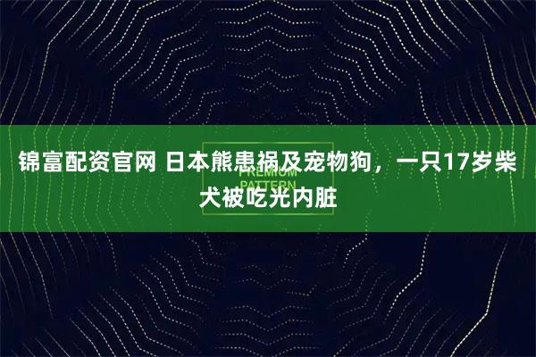 锦富配资官网 日本熊患祸及宠物狗，一只17岁柴犬被吃光内脏