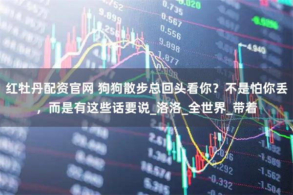 红牡丹配资官网 狗狗散步总回头看你？不是怕你丢，而是有这些话要说_洛洛_全世界_带着