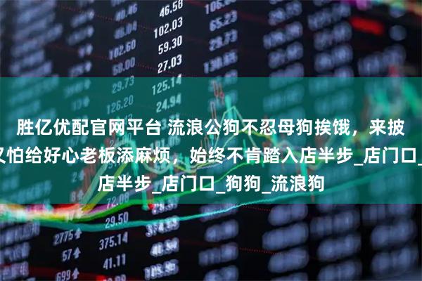 胜亿优配官网平台 流浪公狗不忍母狗挨饿,来披萨店讨食,又怕给好心老板添麻烦,始终不肯踏入店半步_店门口_狗狗_流浪狗